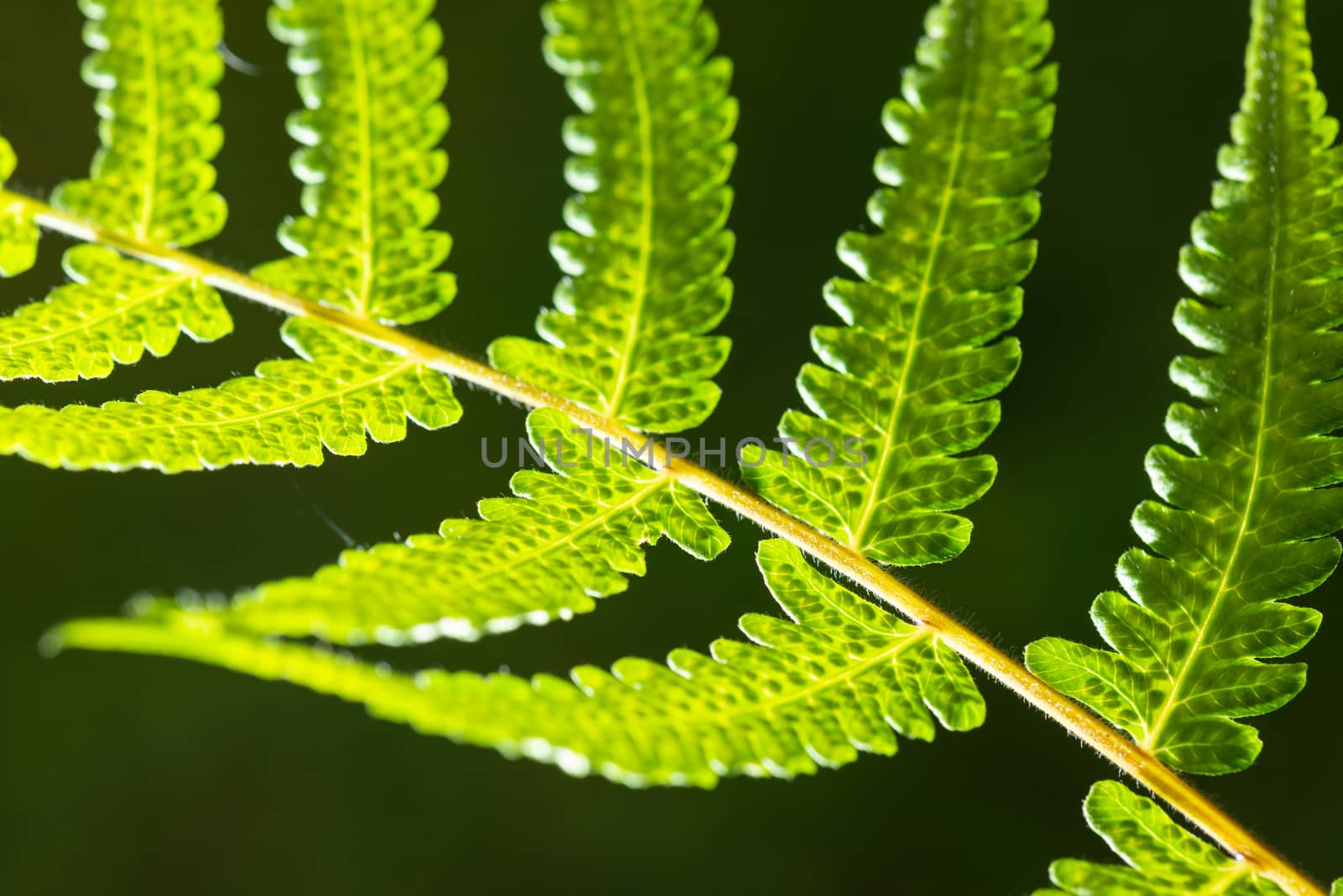 Closeup shot of backlit fern leaf