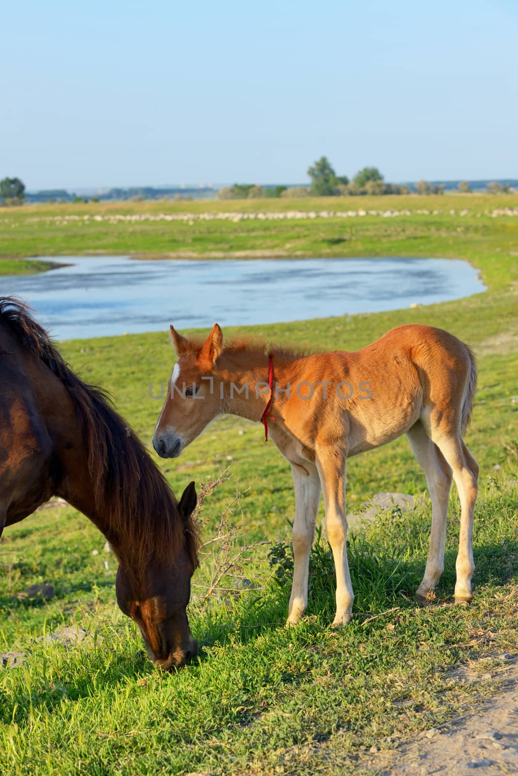 Young foal with his mother in a field