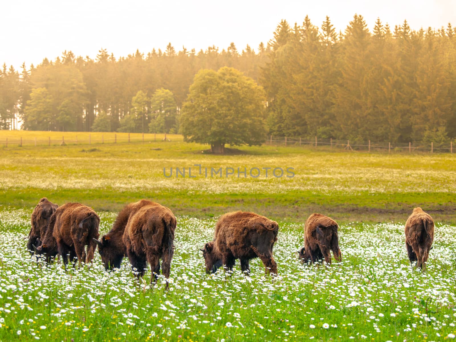 Herd of american bisons on green meadow by pyty