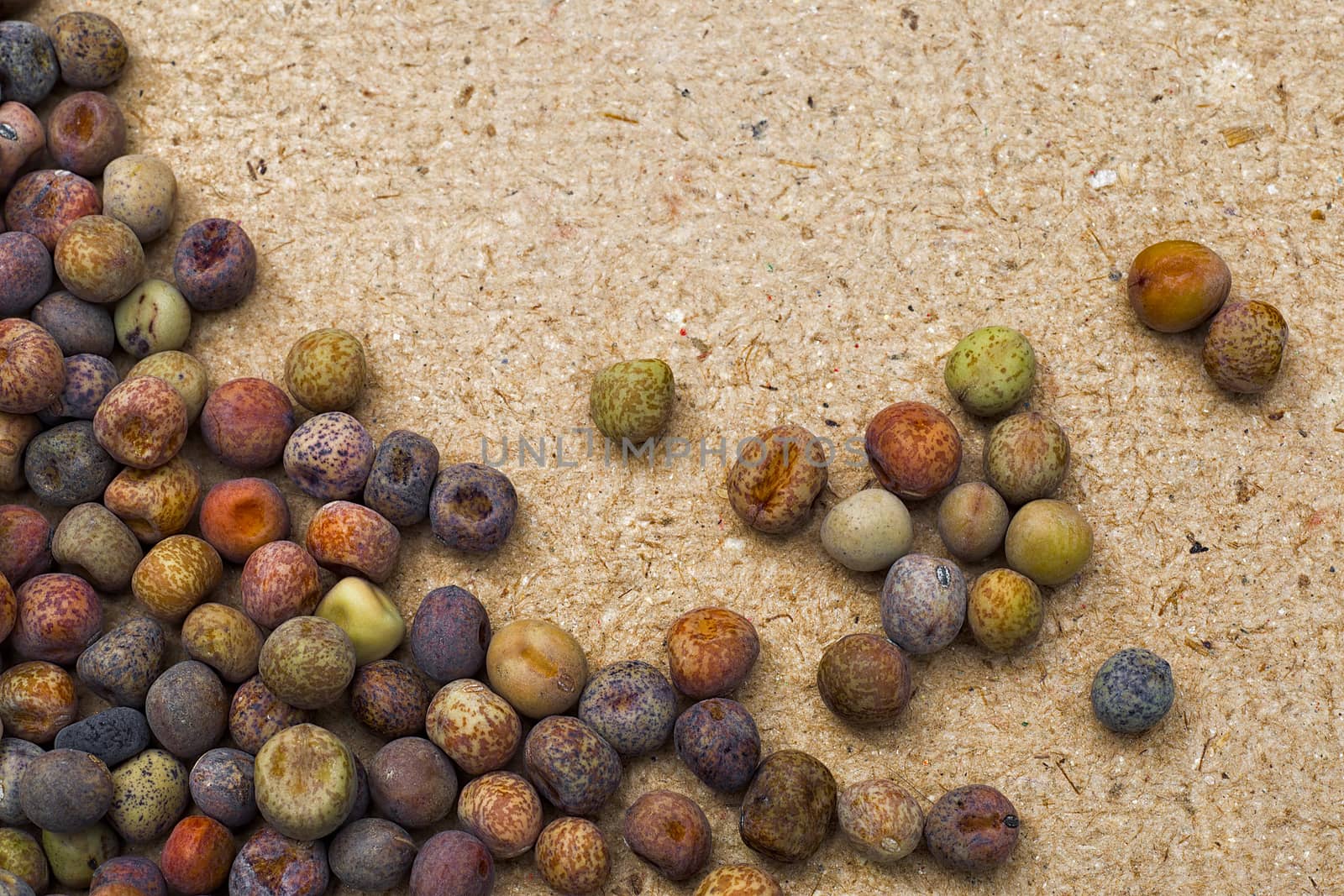 Roveja beans (Pisum sativum var. arvense), robiglio, austrian wi by vainillaychile