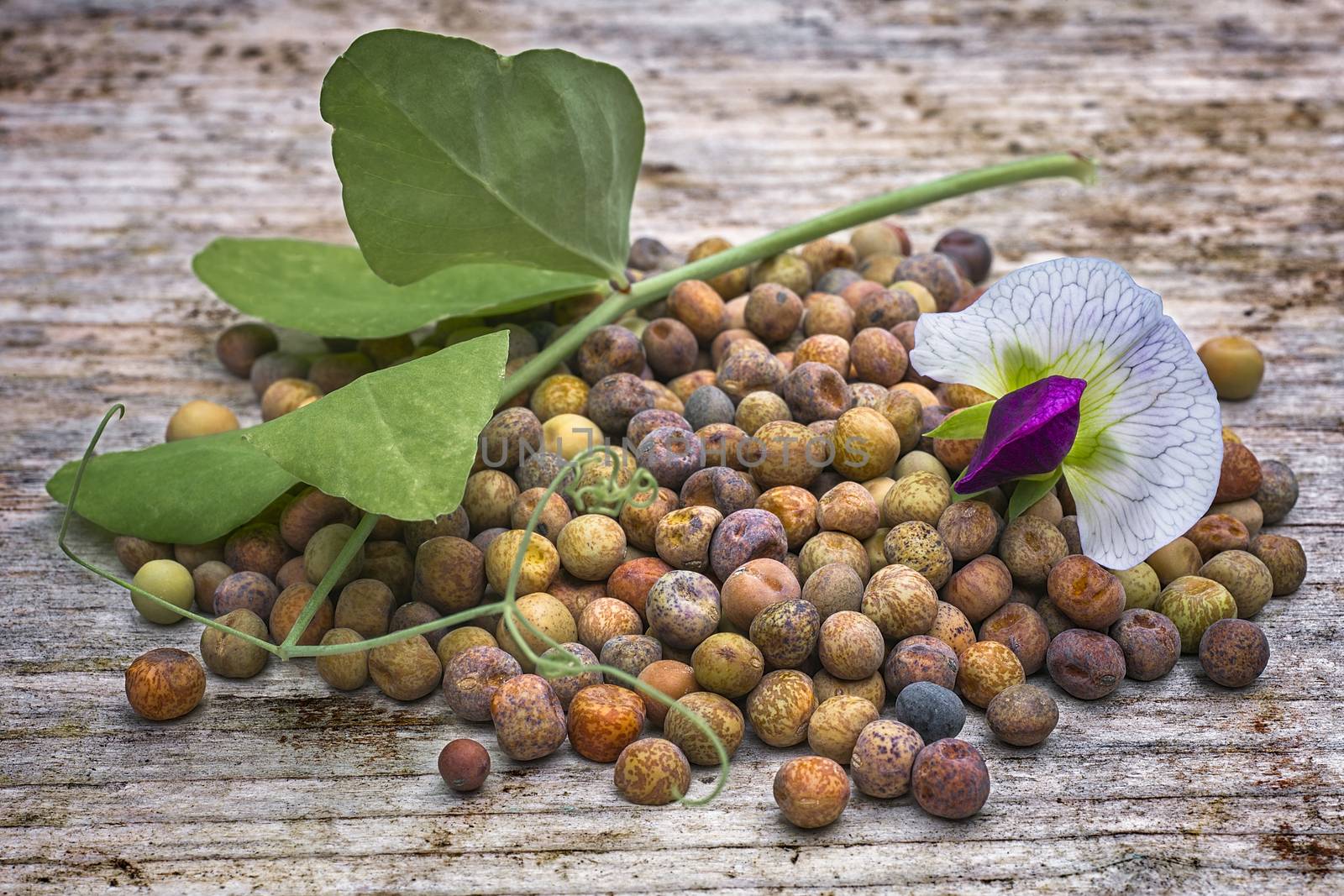 Roveja beans (Pisum sativum var. arvense), also known as robigli by vainillaychile