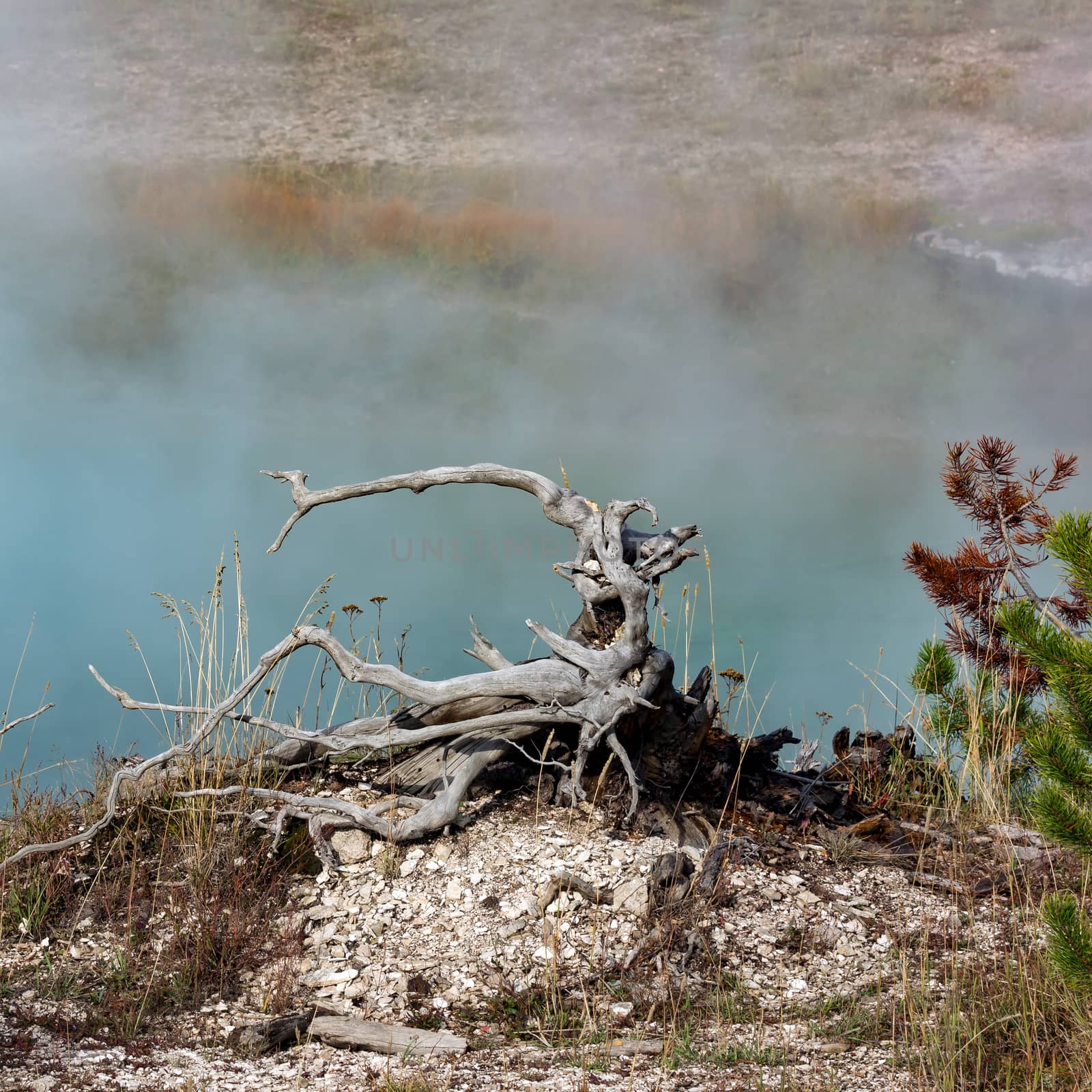 Dead Tree Stump at the Grand Prismatic Spring