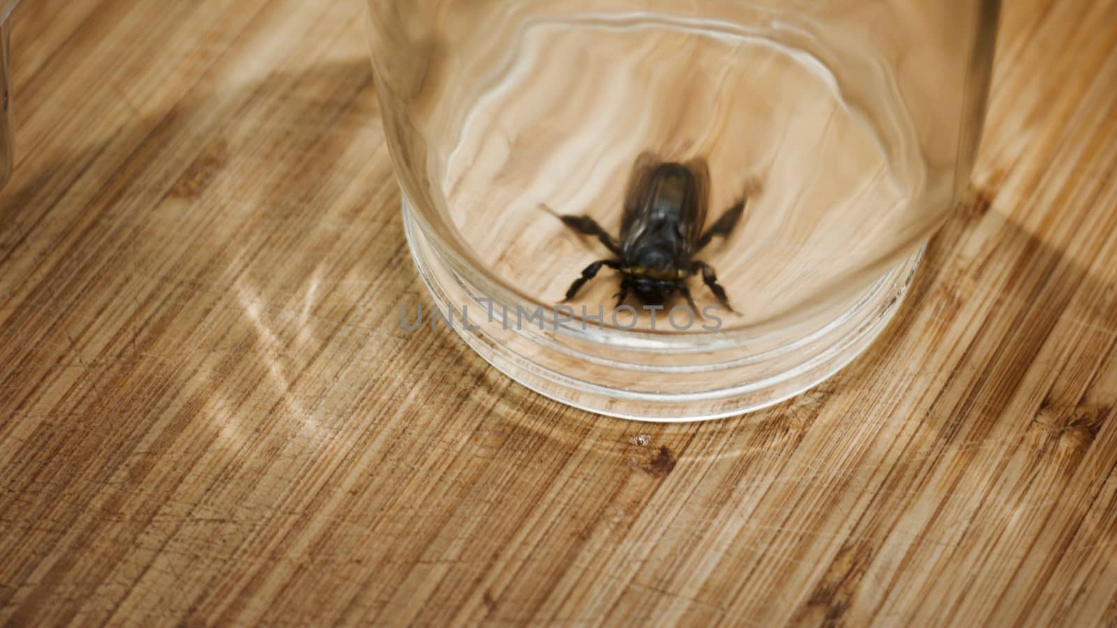 Black small wild beetle on the wooden board in kitchen covered glass jar.