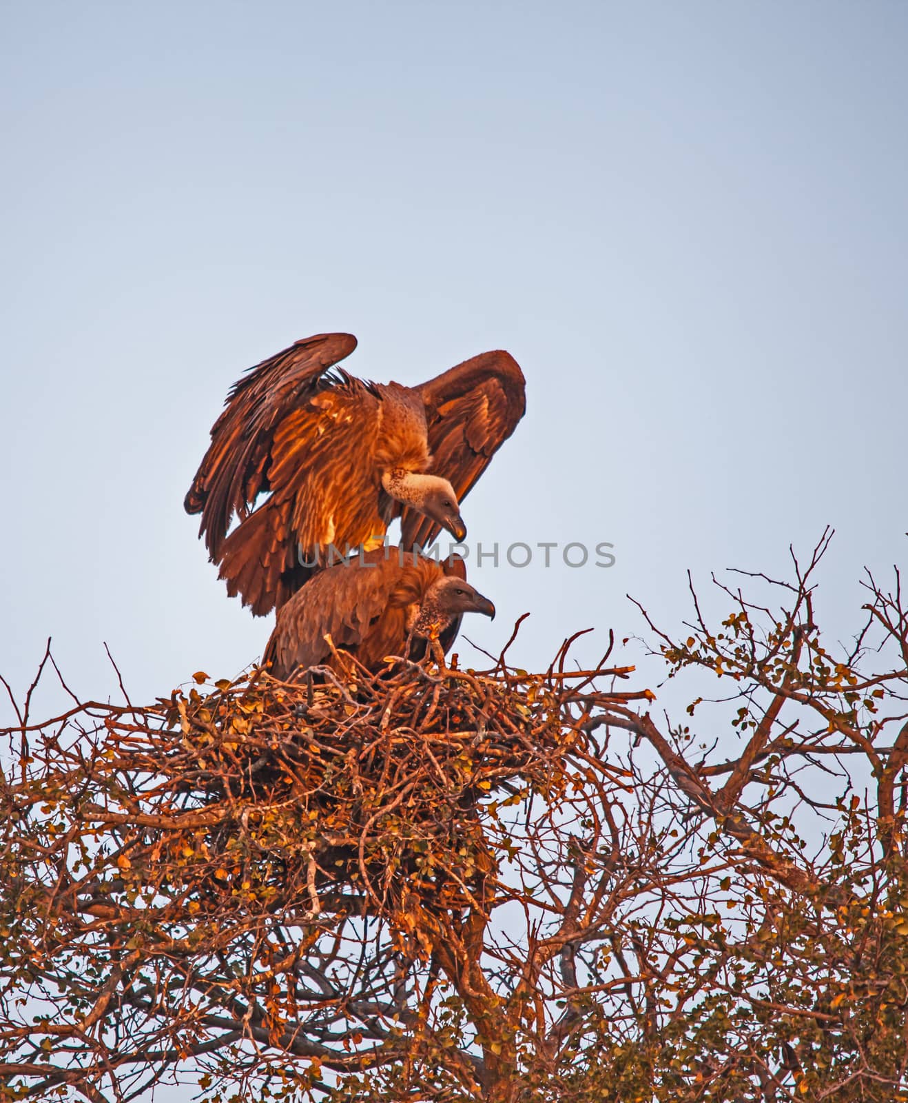 Mating White-backed Vulture (Gyps africanus) mating on a nest. Kruger National Park. South Africa.