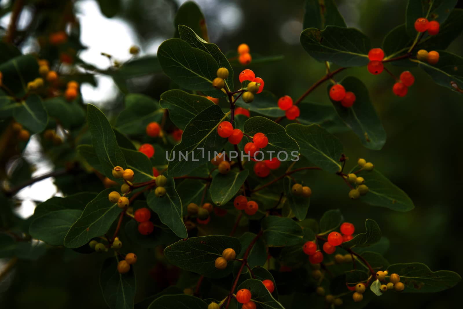 Honeysuckle (Lonicera xylosteum) yellow and red berries by WolfWilhelm