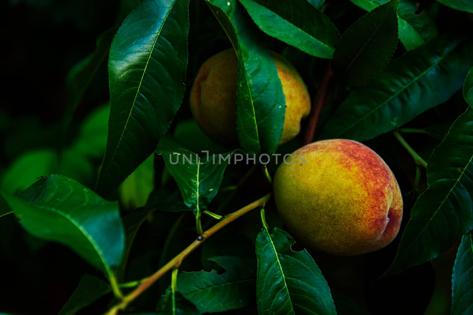 Peaches on branch in the evening
