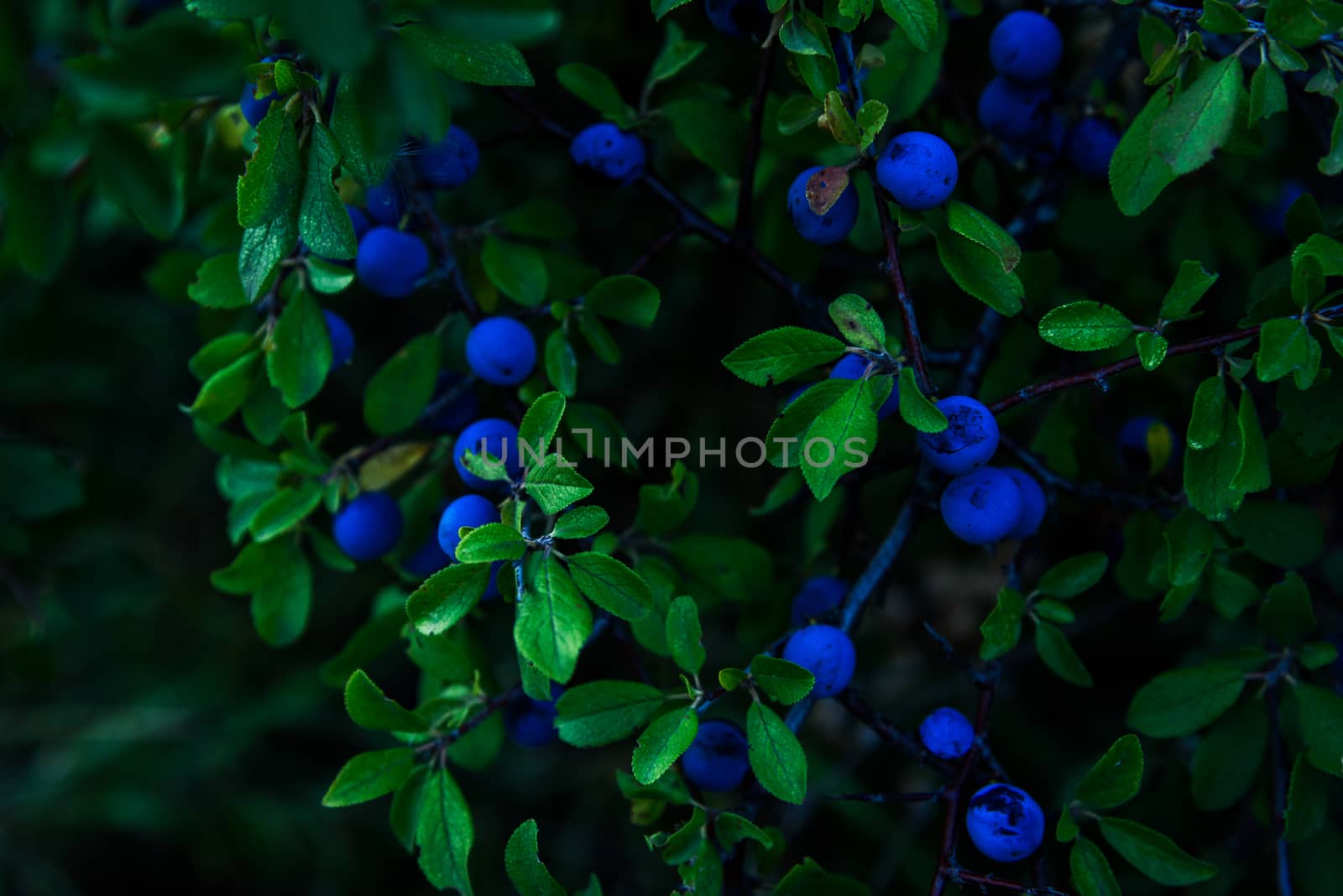 Blackthorn (Prunus spinosa) bush with berries in the evening