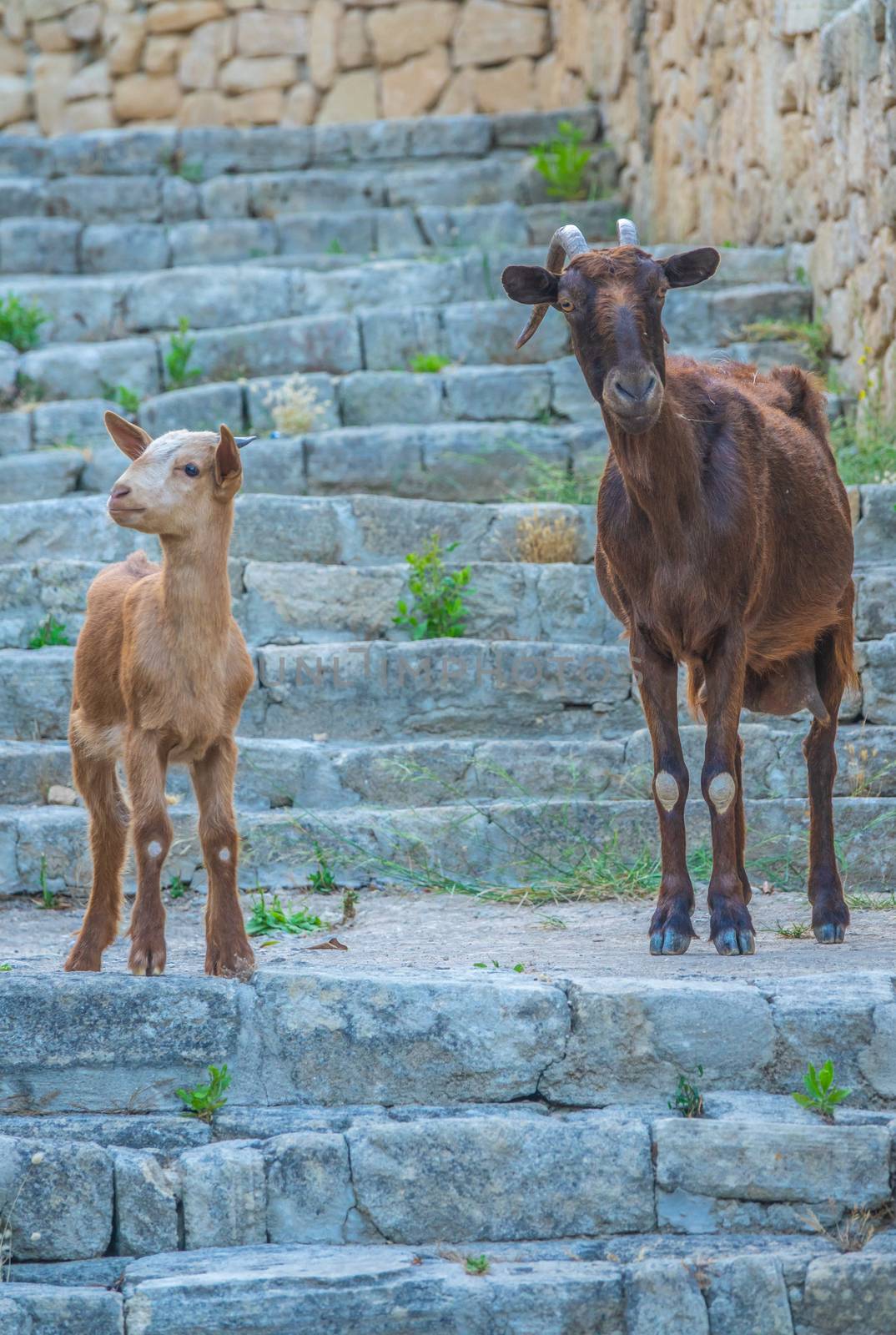 A Curious Goat And Her Kid On Some Steps In Mallorca, Spain