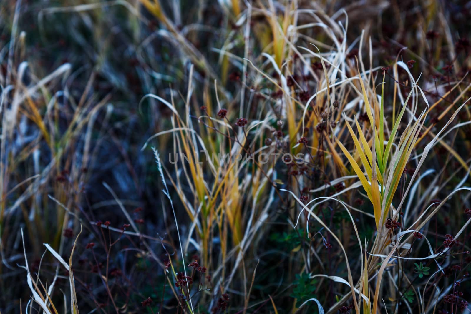 Spring grass closeup by WolfWilhelm