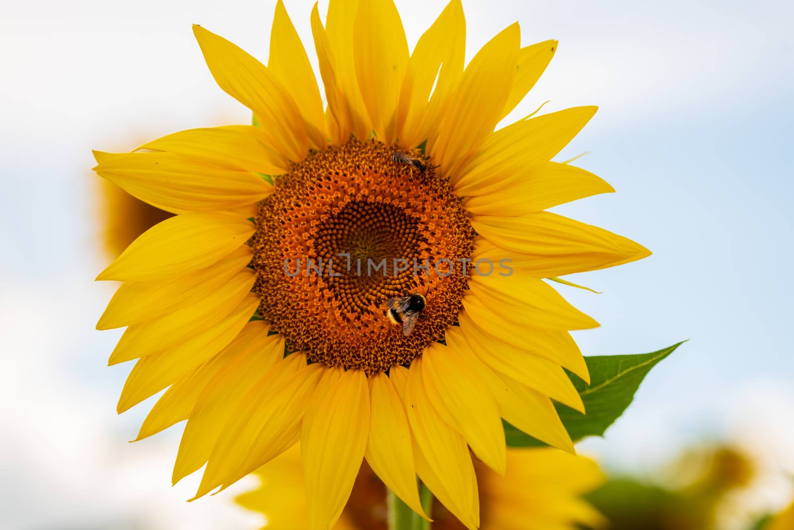 Bumblebbe, Bombus, Bombus cryptarum, on sunflower pollinating and collecting nectar, isolated blossom against blue sky with clouds