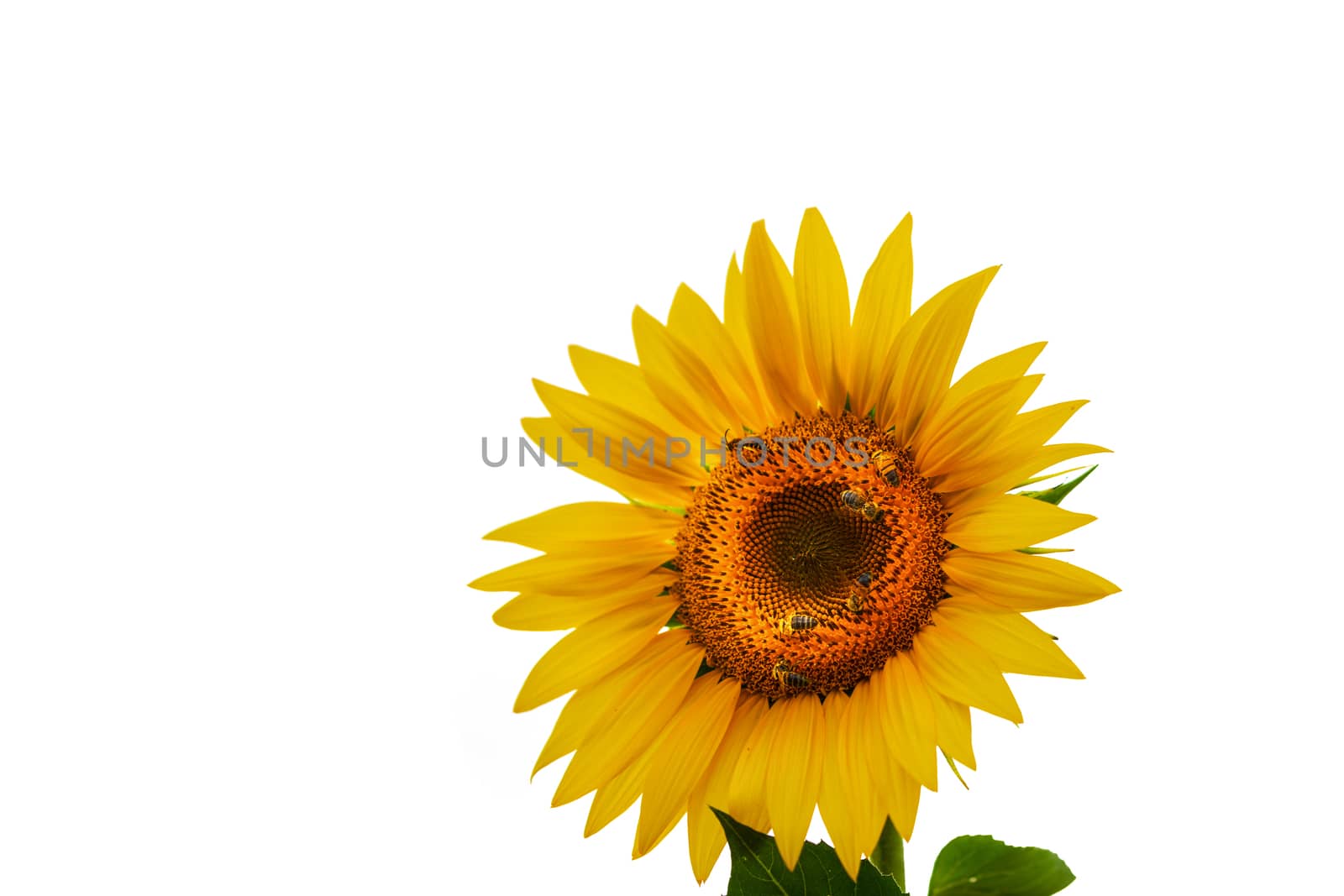 Honey Bees, Apis mellifera, on sunflower pollinating and collecting nectar, isolated blossom against white background, copyspace