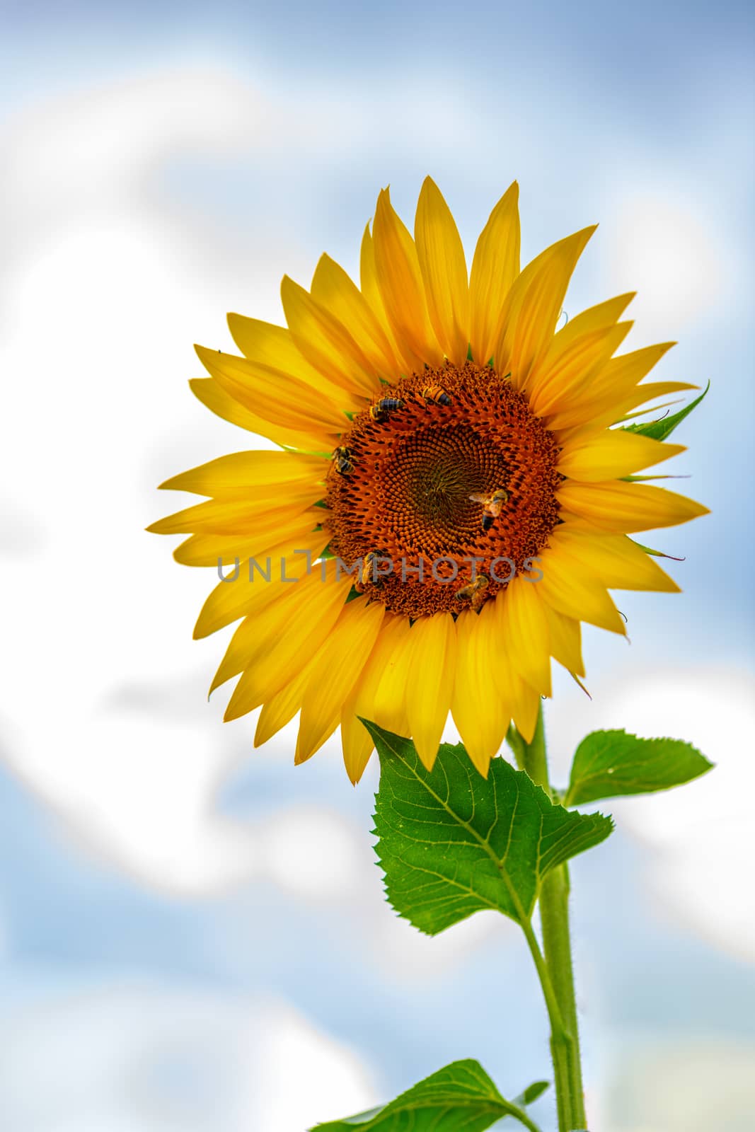 Honey Bees, Apis mellifera, on sunflower pollinating and collecting nectar, isolated blossom against blue sky with clouds, vertical orientation