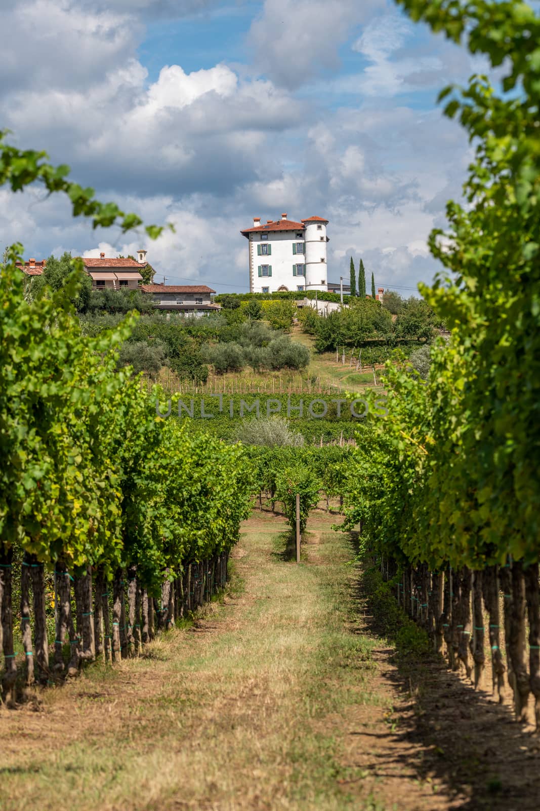 Village of Ceglo, also Zegla in famous Slovenian wine growing region of Goriska Brda view through vineyards and orchards, lit by sun and clouds in background by asafaric