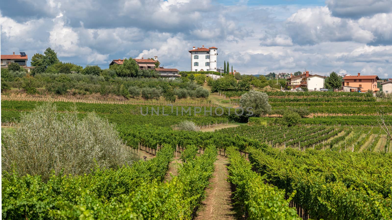 Vineyards and olive plantation in front of Village of Ceglo, also Zegla in famous Slovenian wine growing region of Goriska Brda, village on top of hill with villa Gredic and beautiful cloudscape in the sky
