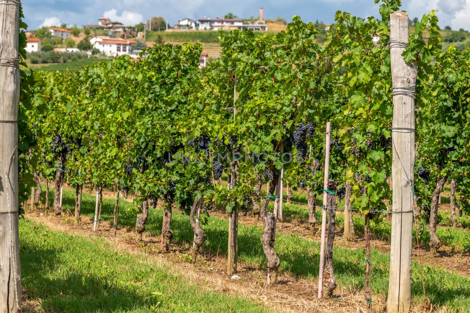 Vineyards with rows of grapevine in Gorska Brda, Slovenia, a famous wine groeing and producing region, becoming also a popular travel destination