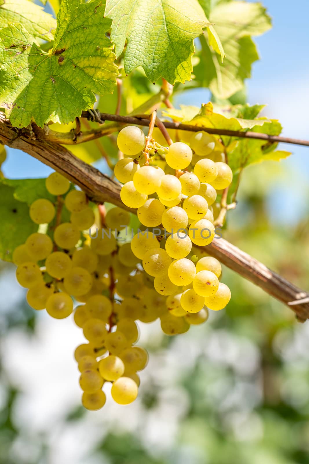 White grapes hanging from vine with blurred vineyard background by asafaric