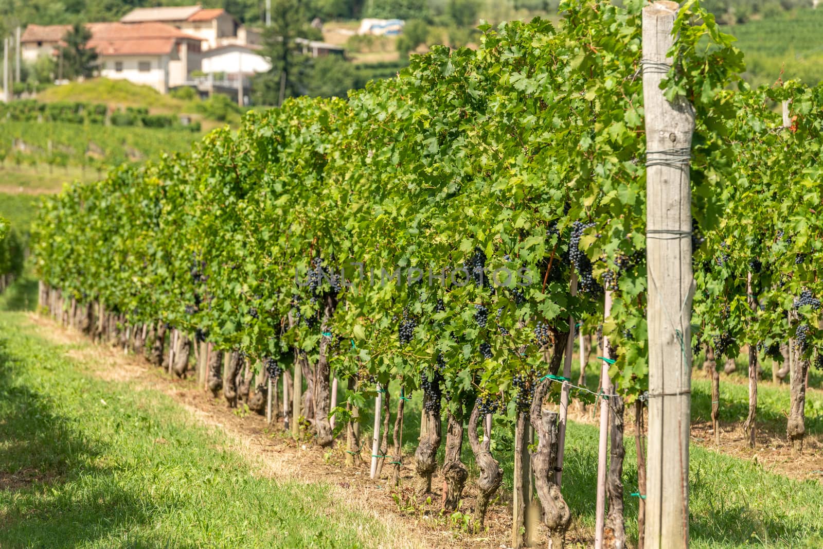 Vineyards with rows of grapevine in Gorska Brda, Slovenia by asafaric