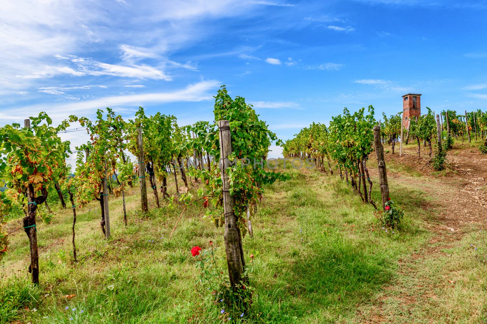 Vineyards with rows of grapevine in Gorska Brda, Slovenia, old military watch tower in background by asafaric