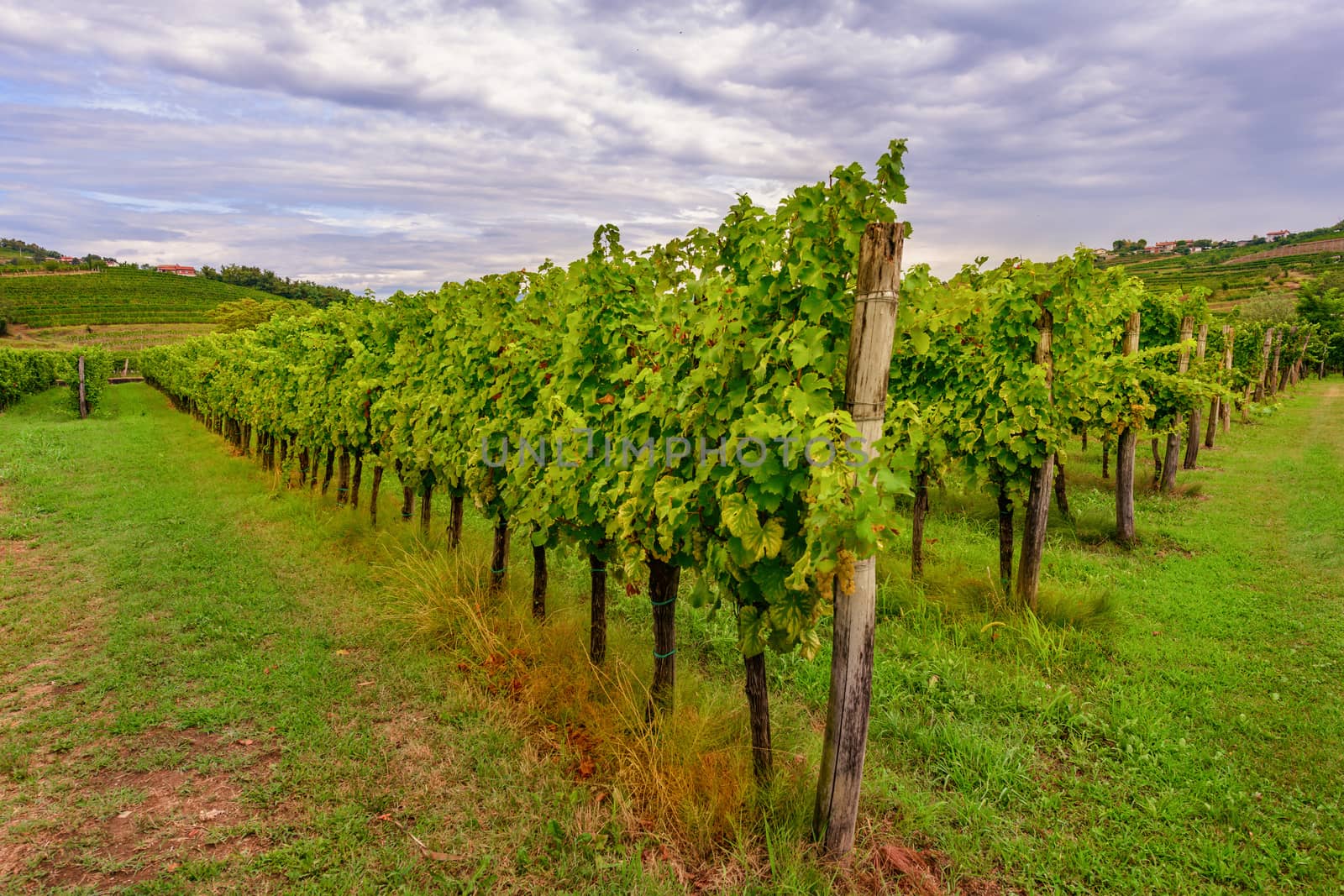 Vineyards with rows of grapevine in Gorska Brda, Slovenia, a famous wine groeing and producing region, becoming also a popular travel destination