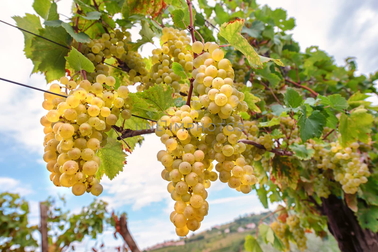 White grapes hanging from vine with blurred vineyard background, Gorska Brda, Slovenia