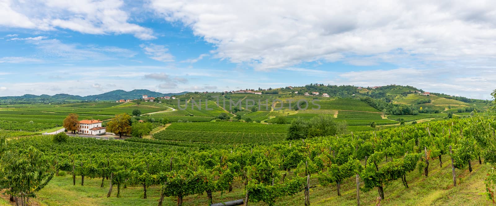 Vineyards with rows of grapevine in Gorska Brda, Slovenia, a famous wine groeing and producing region, becoming also a popular travel destination