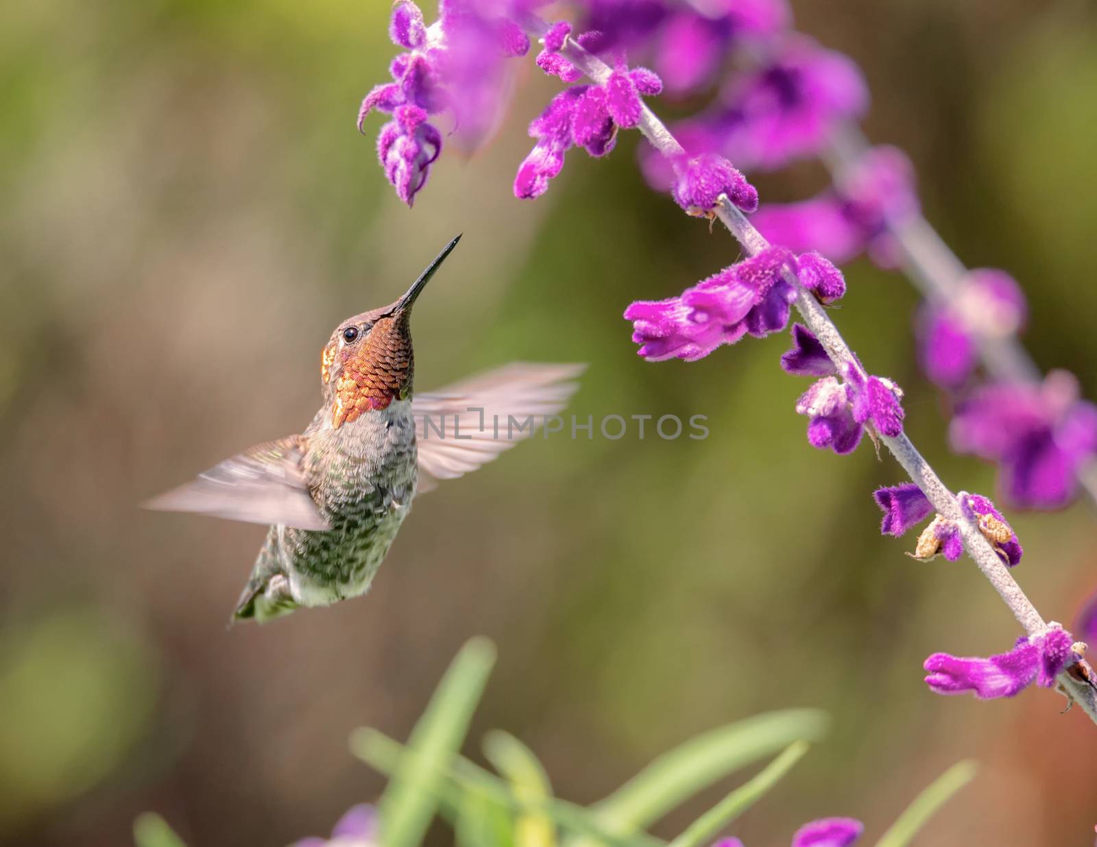 Anna's Hummingbird in Flight with Purple Flowers by backyard_photography