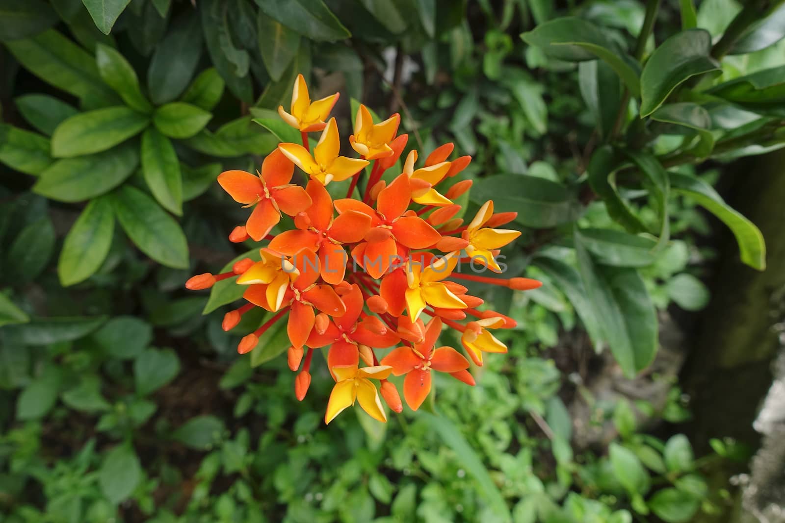 Red and yellow bunch of ixora,  small bouquet of flowers with a green foliage background.
