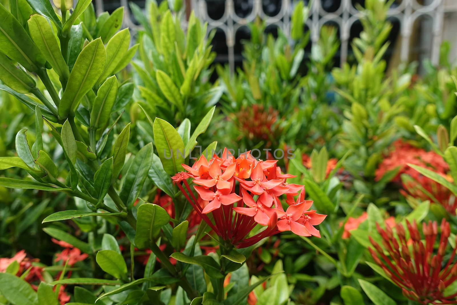Red bunch of ixora,  small bouquet of flowers by ninun