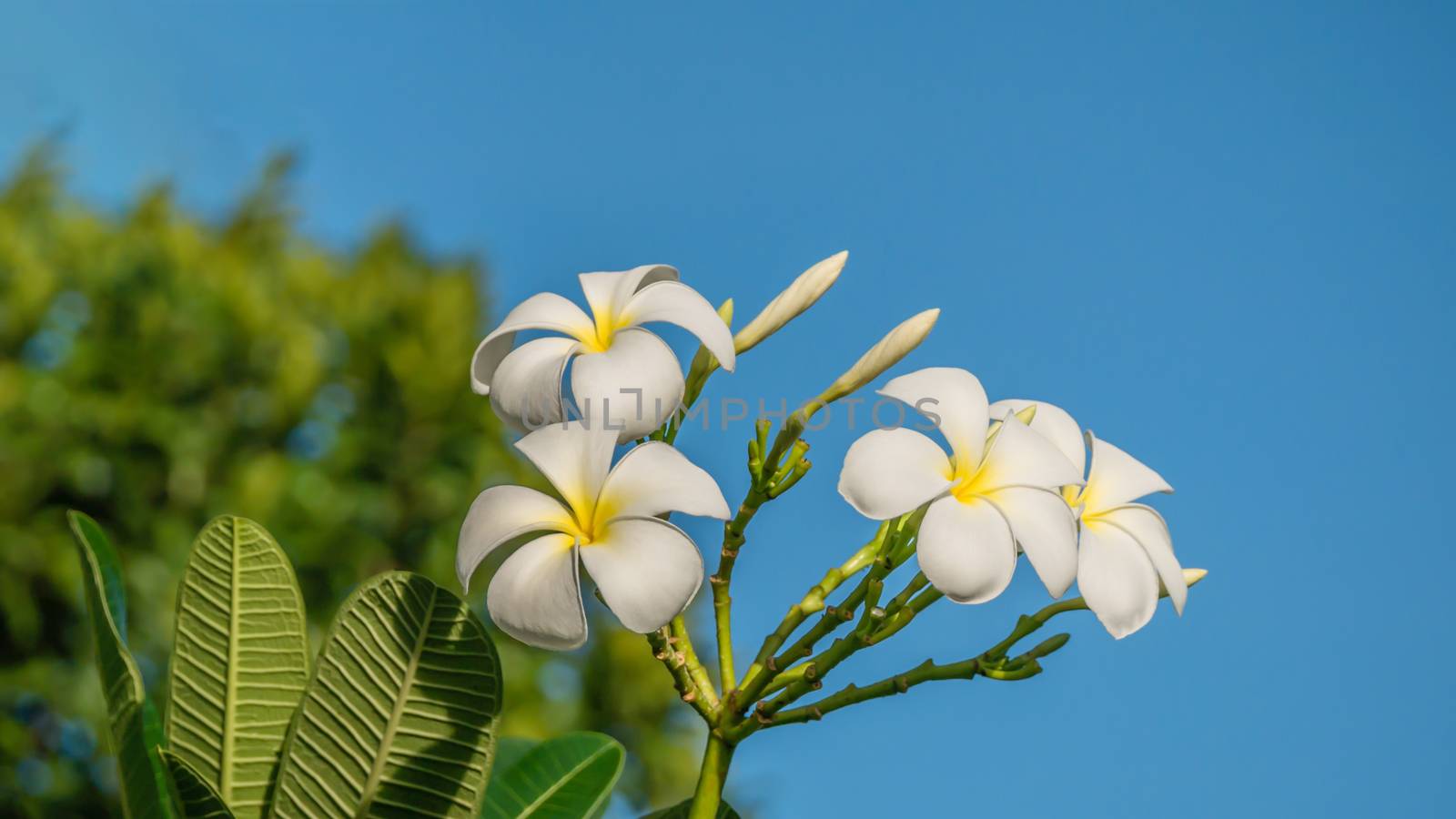 Plumeria flower on clear blue sky background