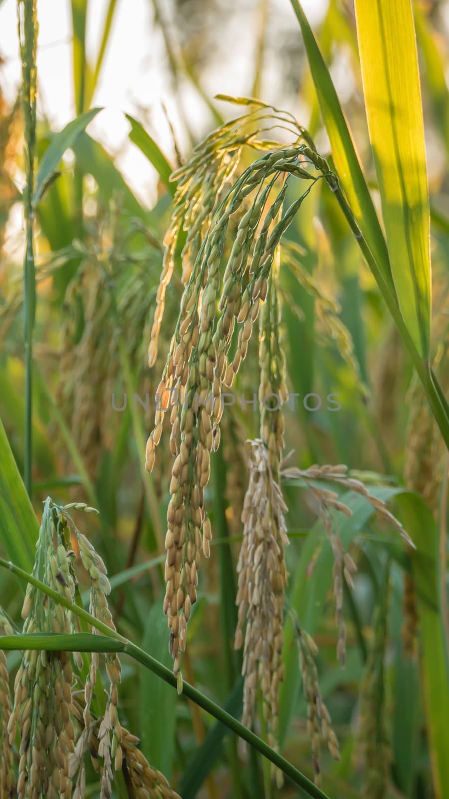 close up of yellow green rice field