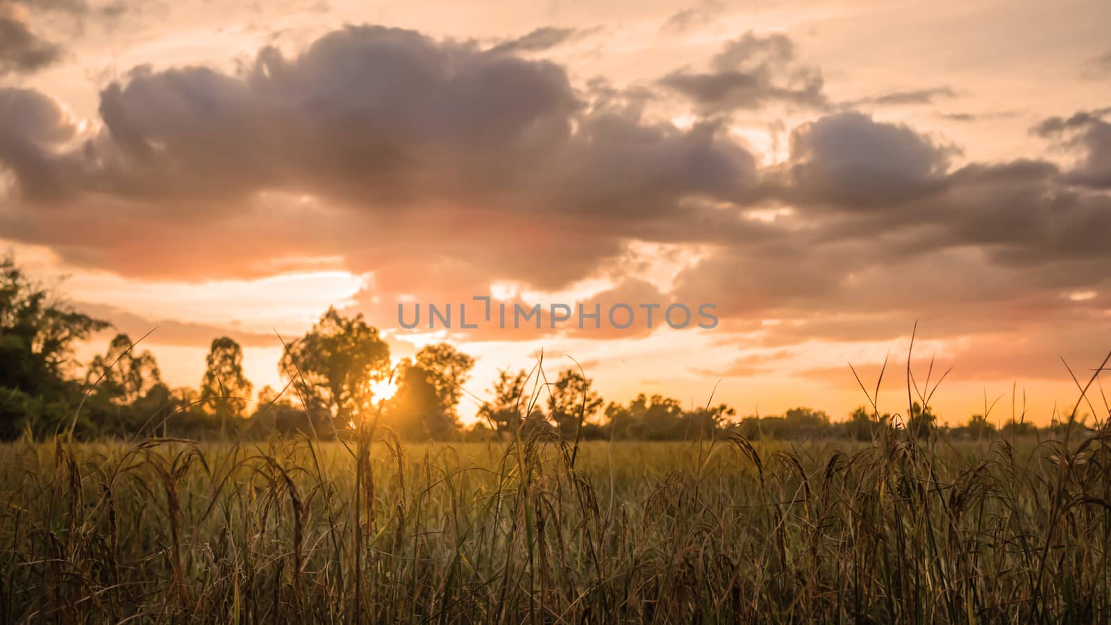 sunset over rice field by rakratchada