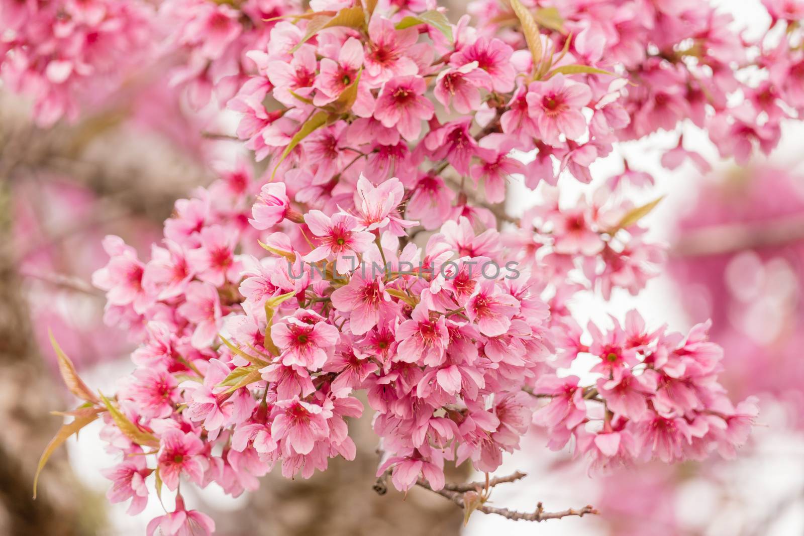 Beautiful Wild Himalayan Cherry Blossoms (Prunus cerasoides) in Thailand, Pink flowers of Sakura on the high mountains , selective focus