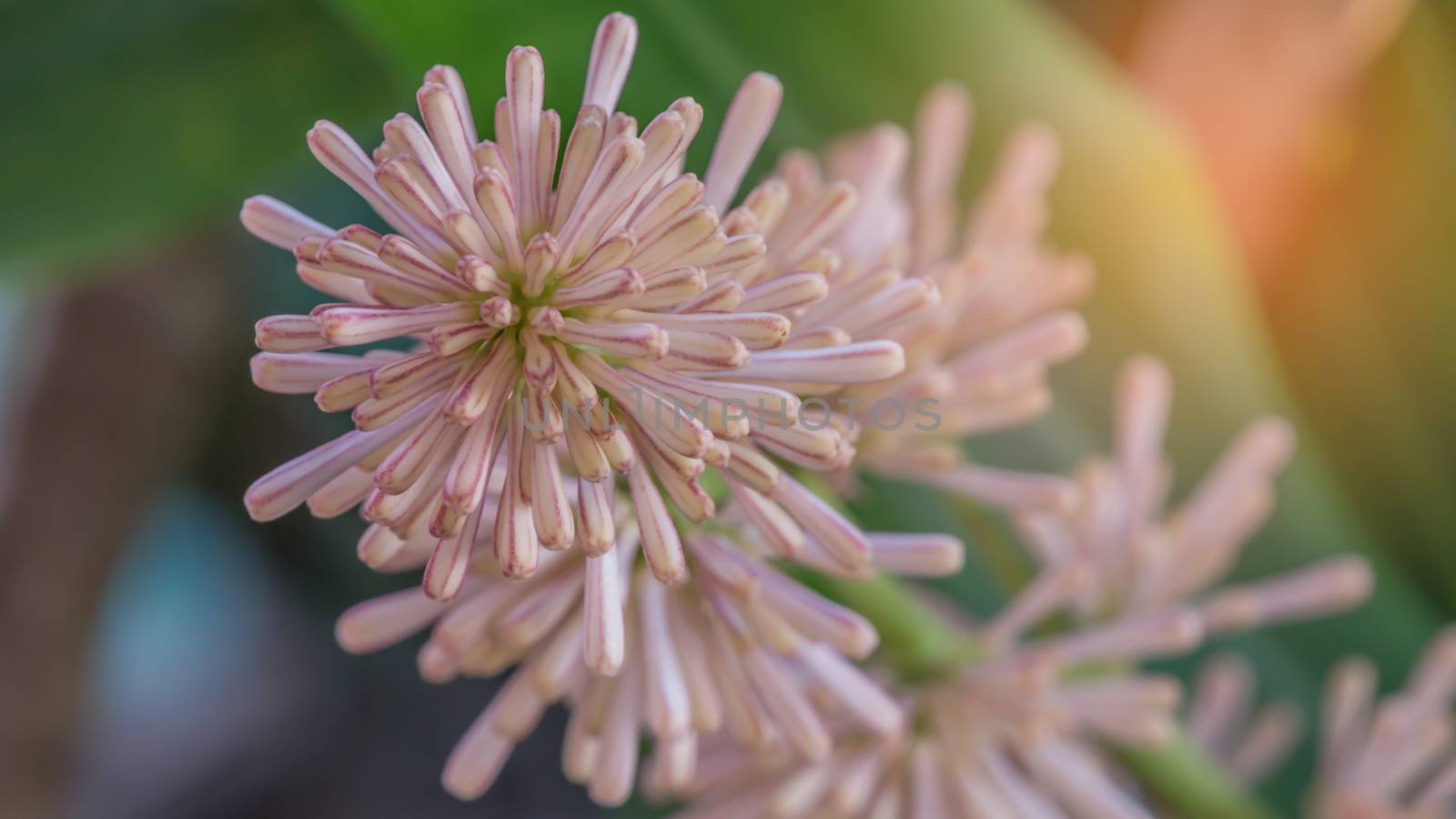 Flowers of Dracaena fragrans are blossom by rakratchada