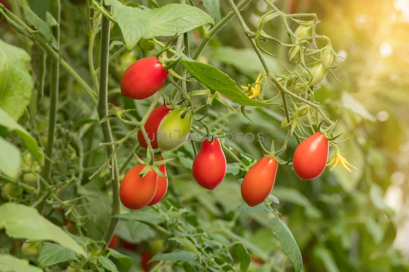 Fresh ripe tomatoes with green leaves growing on a branch in a garden