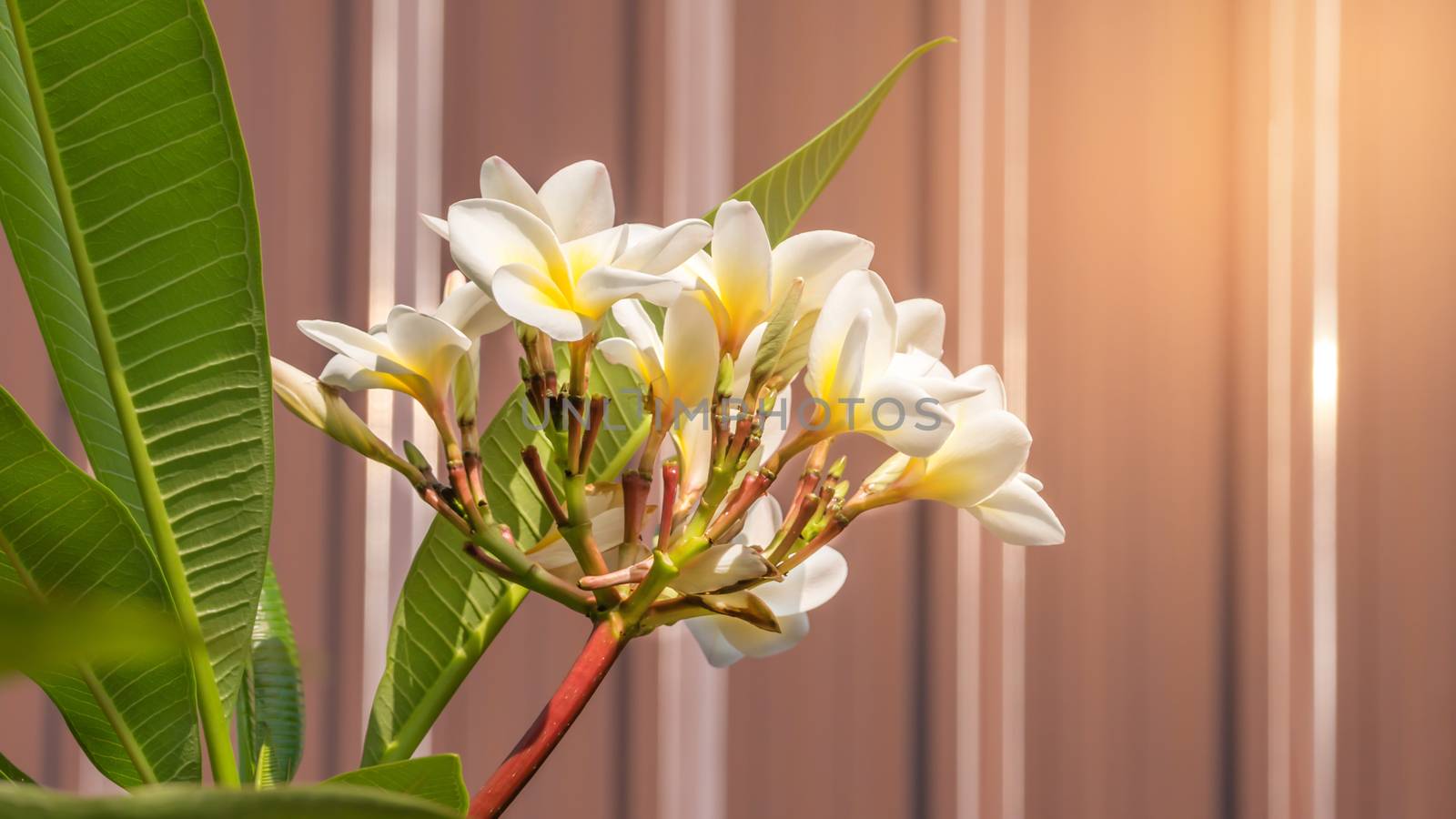 white and yellow plumeria flower by rakratchada