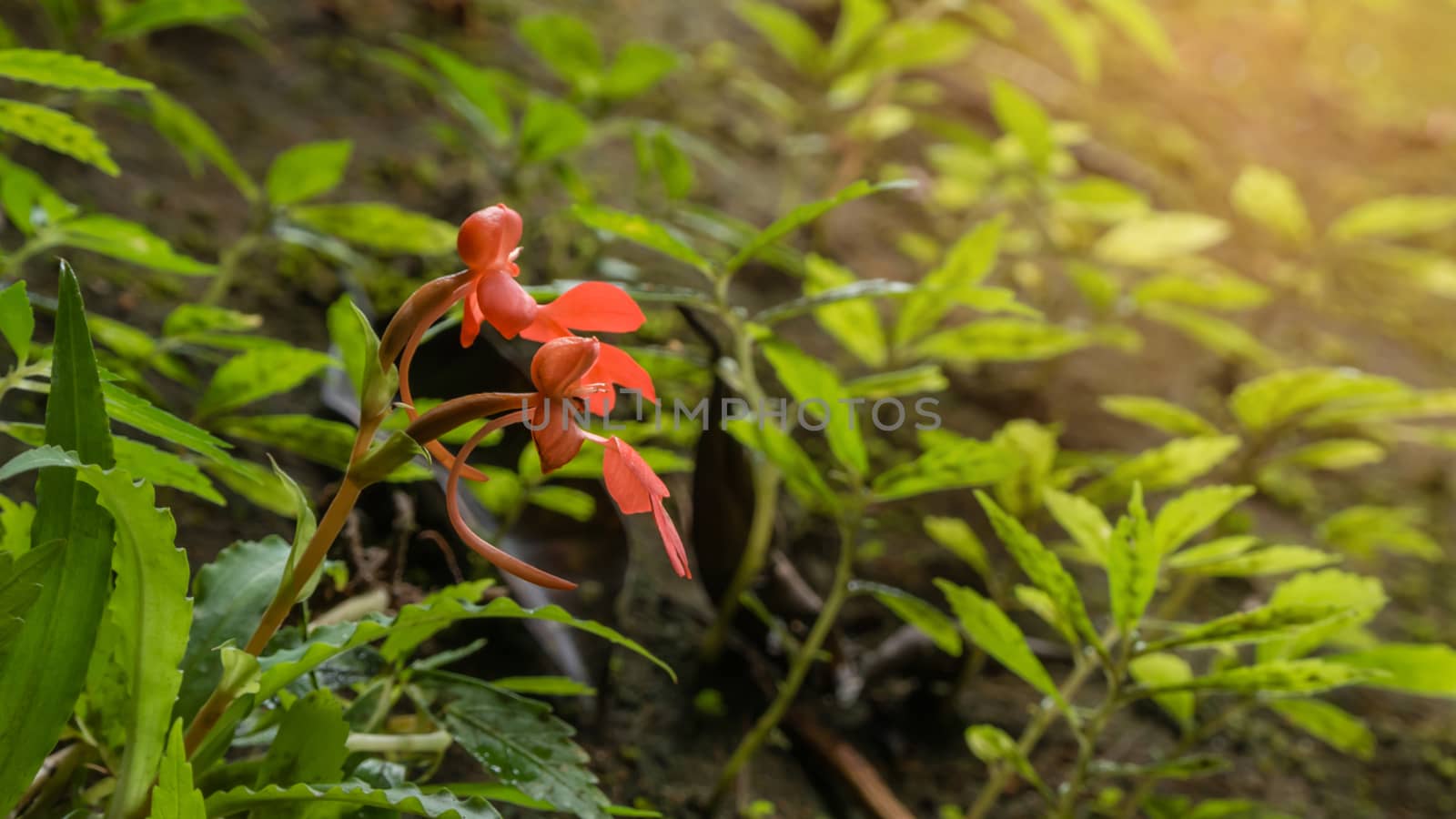 orange  Habenaria rhodocheila hance wild orchid at waterfall in Thailand