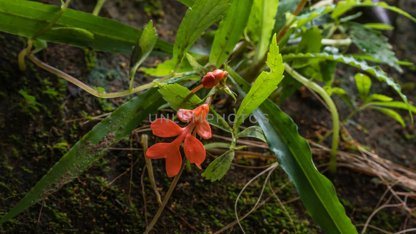 orange  Habenaria rhodocheila hance wild orchid at waterfall in Thailand