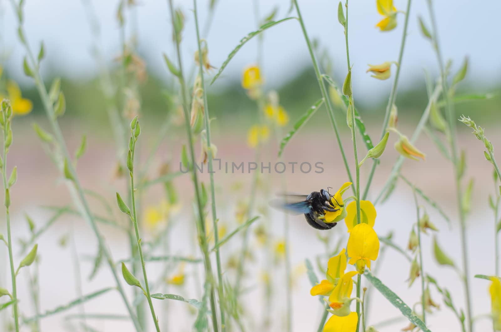 bumble bee Yellow leaves are green leaves are naturally beautiful.