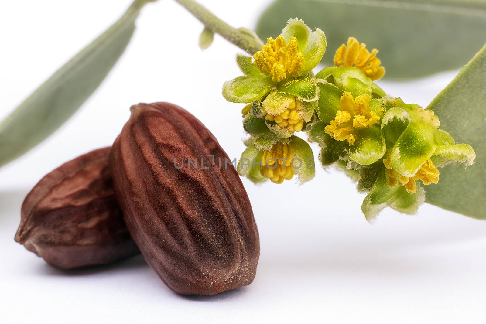 Jojoba (Simmondsia chinensis) flower, leaves and seeds isolated on withe beckground