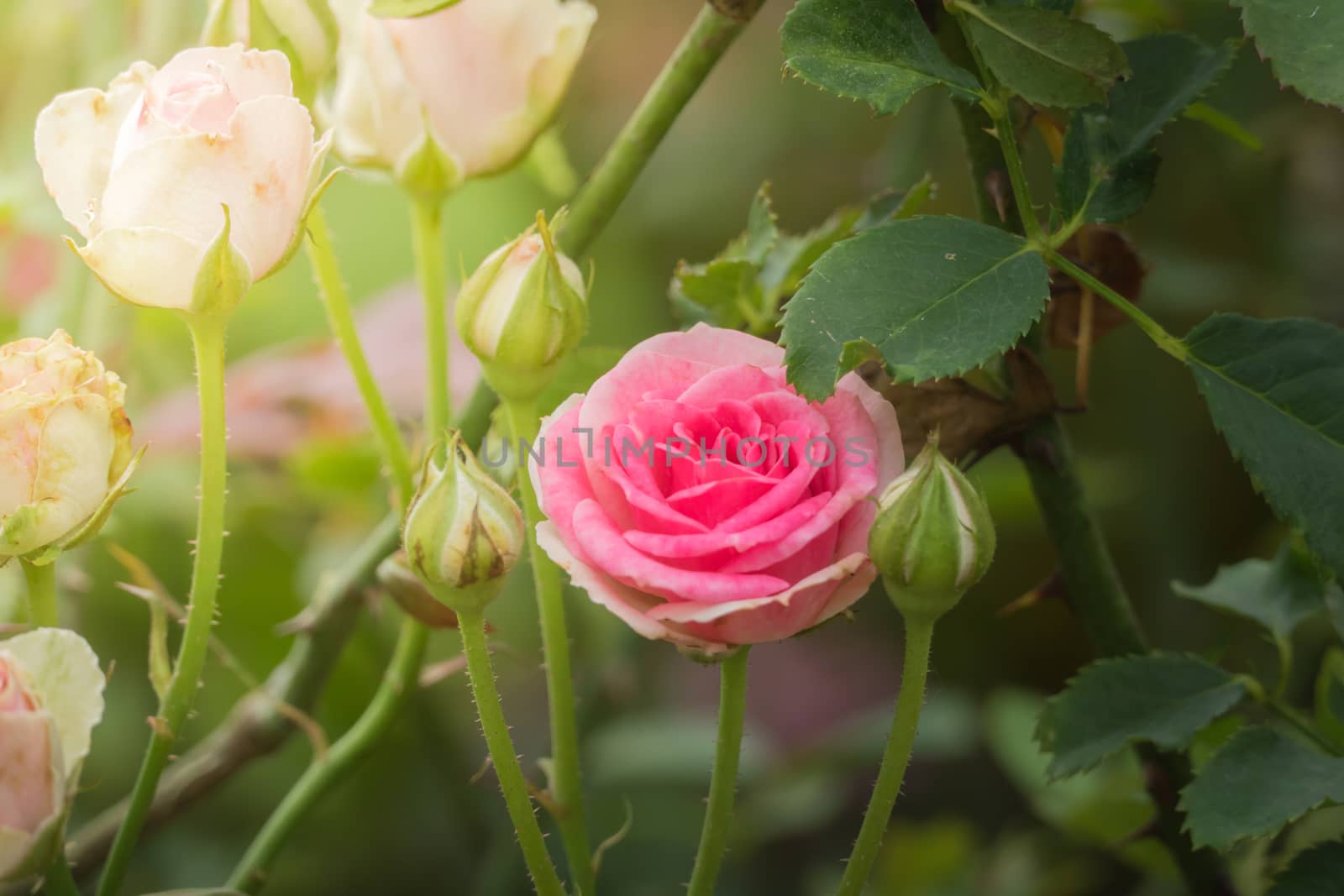 Roses in the garden, Roses are beautiful with a beautiful sunny day.