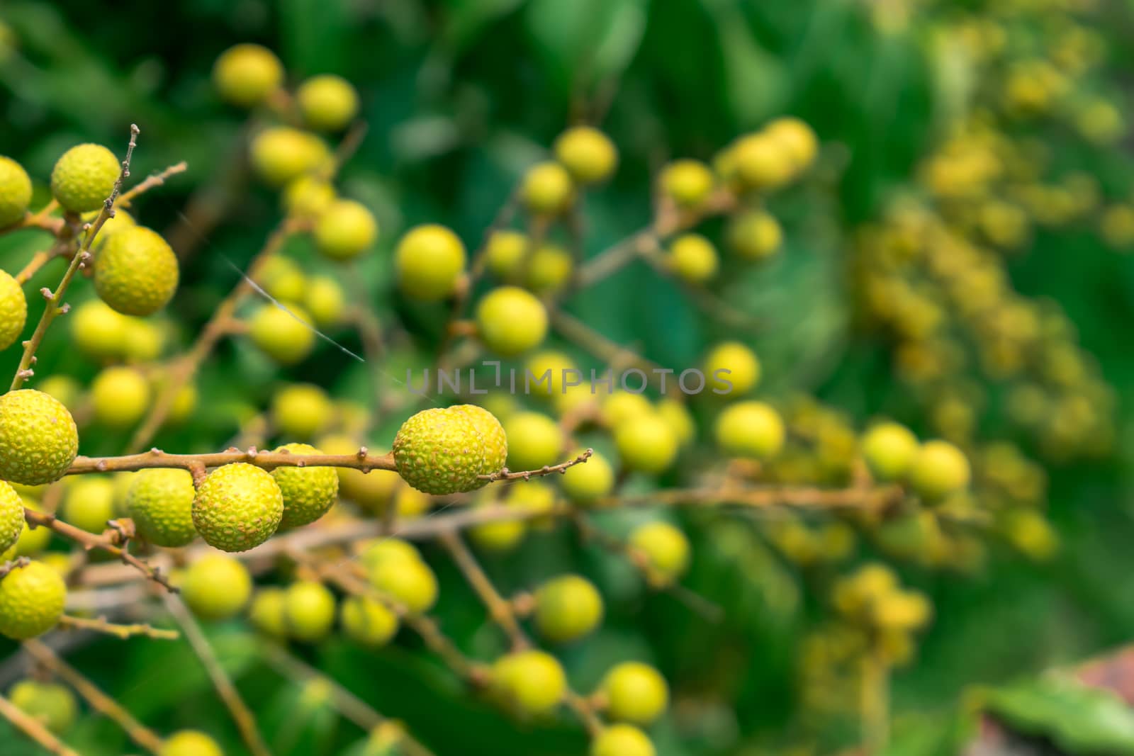 Close up fruit on tree. Delicious fresh fruit and green leaves on the tree in the sunlight.