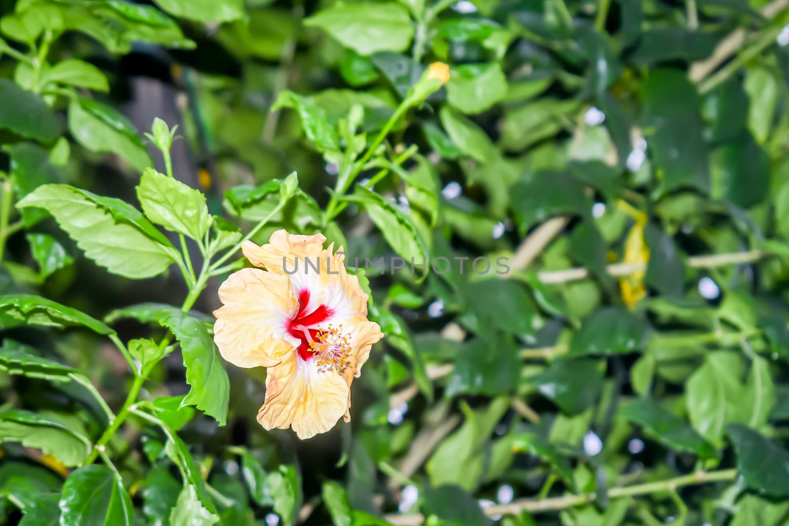 Hibiscus chinese rose. Tropical plant, common plant in Thailand india, china.