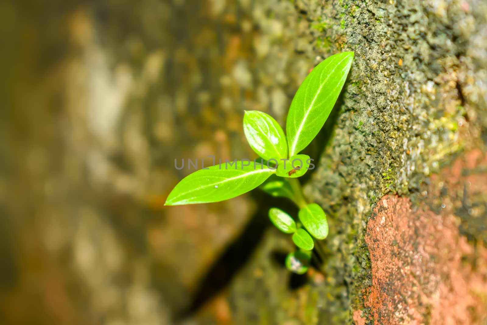 Young Plant Growing In Sunlight by sudiptabhowmick