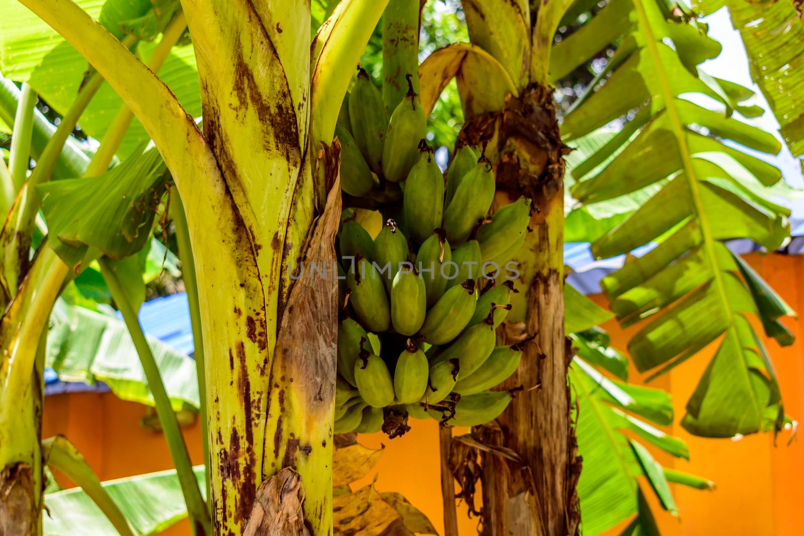 Bananas on the tree in a garden by sudiptabhowmick