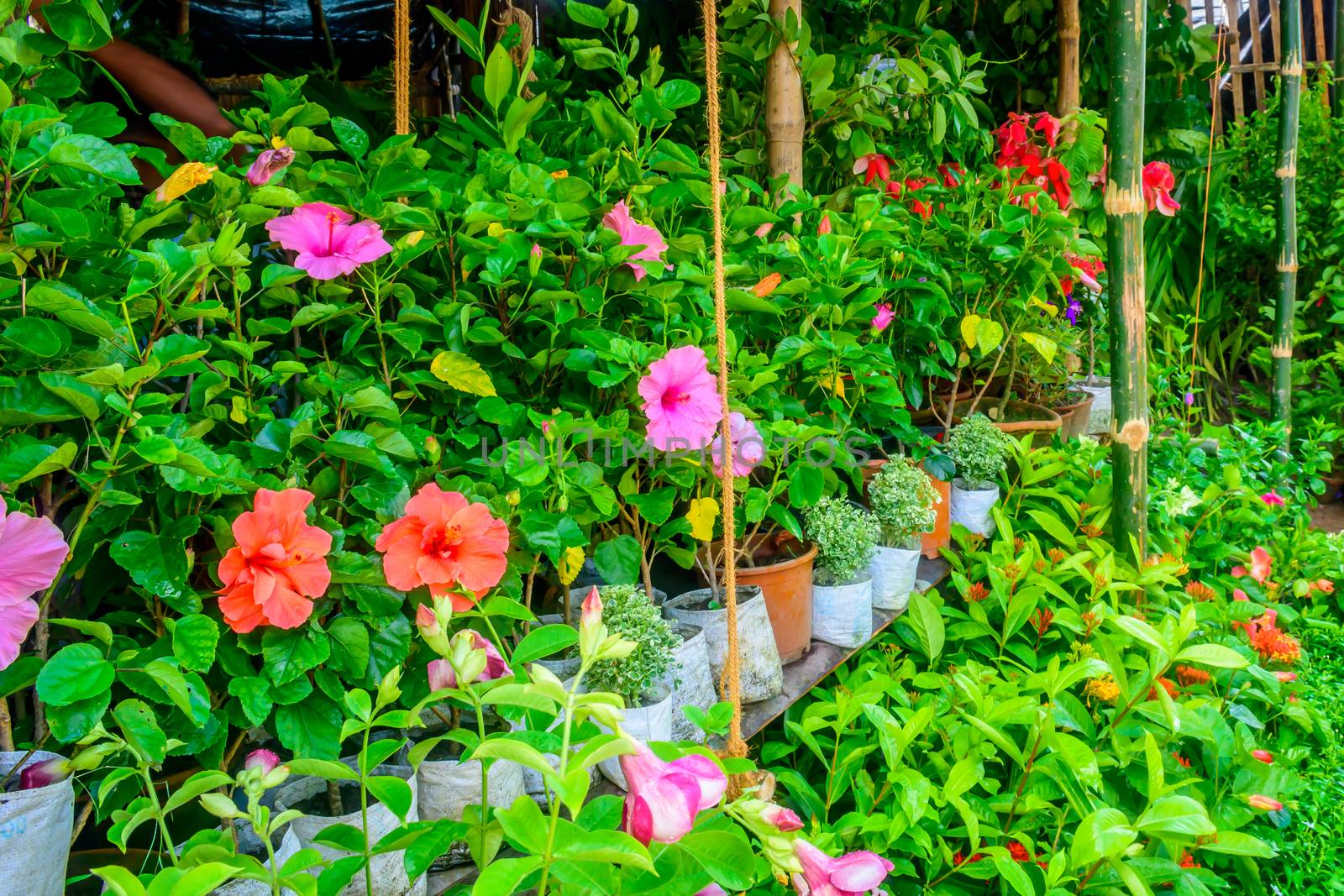 Bright colorful flowers in the greenhouse by sudiptabhowmick