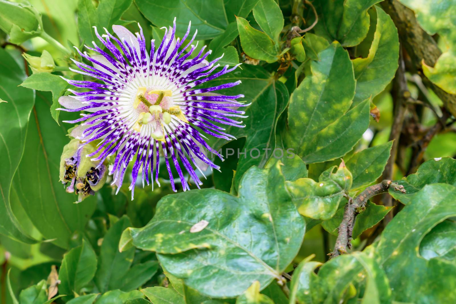 Blooming little wild flower with green leaves. by sudiptabhowmick