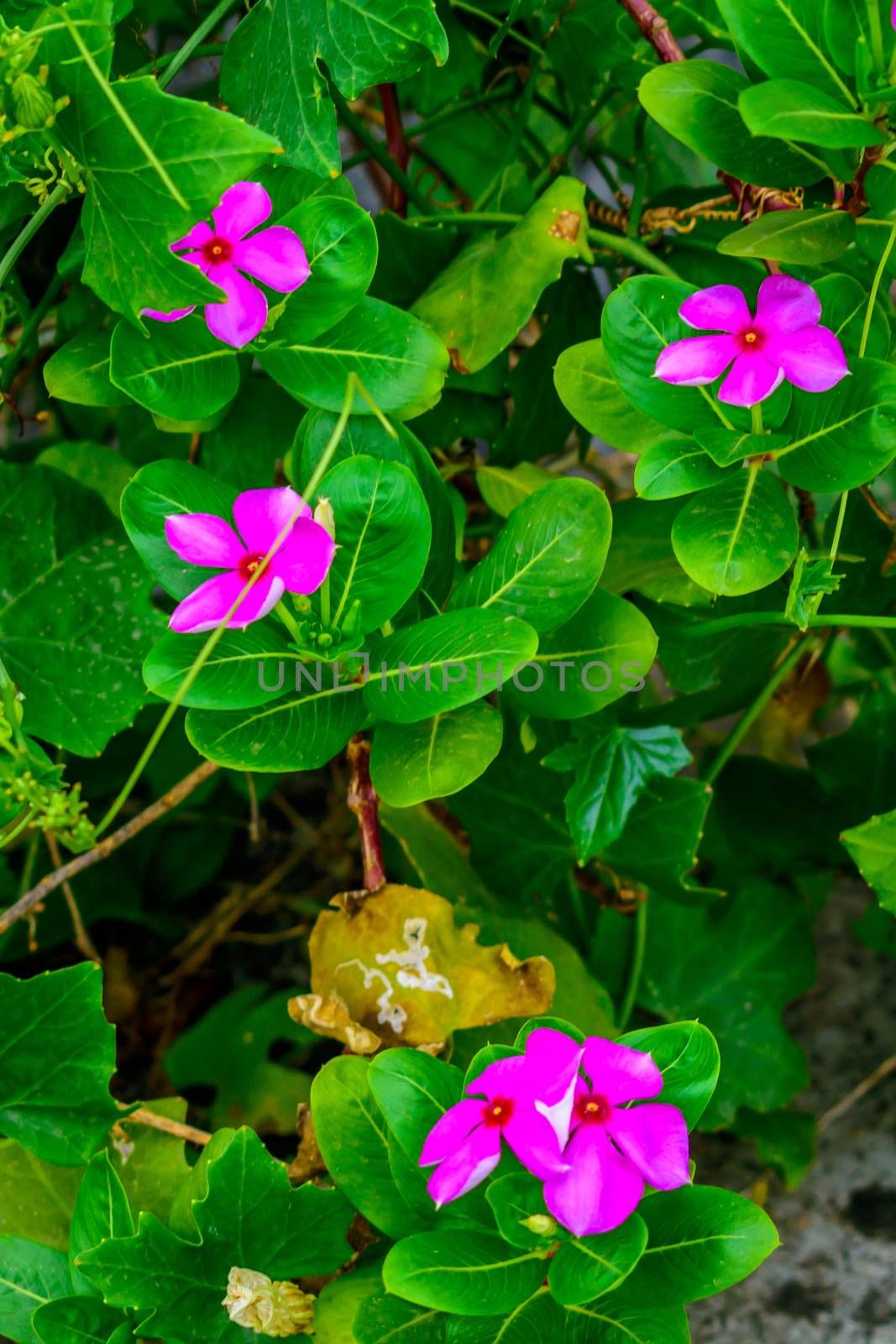 Colourful flower branch captured from a flower garden. by sudiptabhowmick