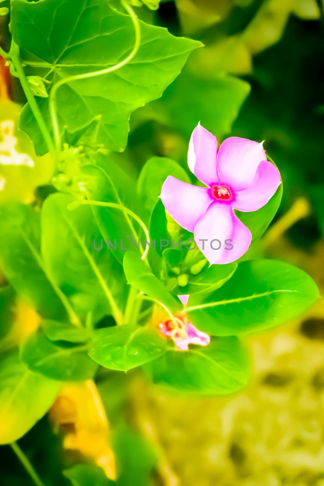 Colourful pink flower captured from a flower garden. by sudiptabhowmick