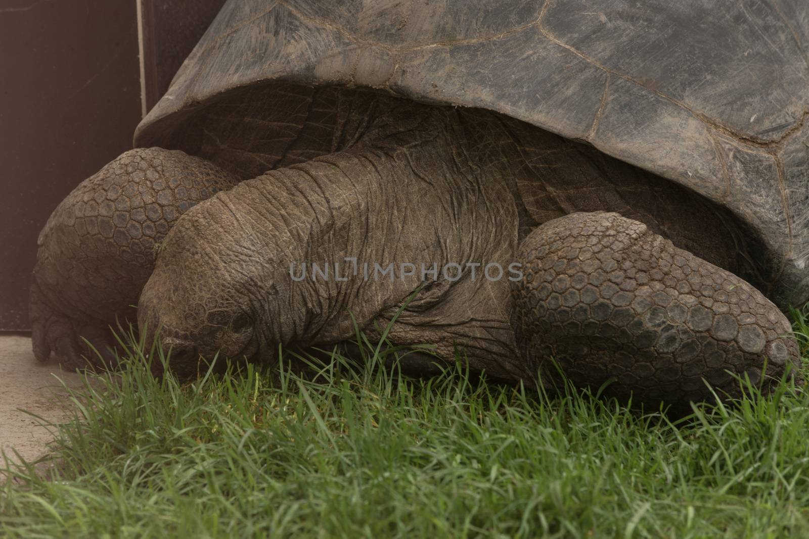 Aldabra Seychelles giant tortoise by JFsPic