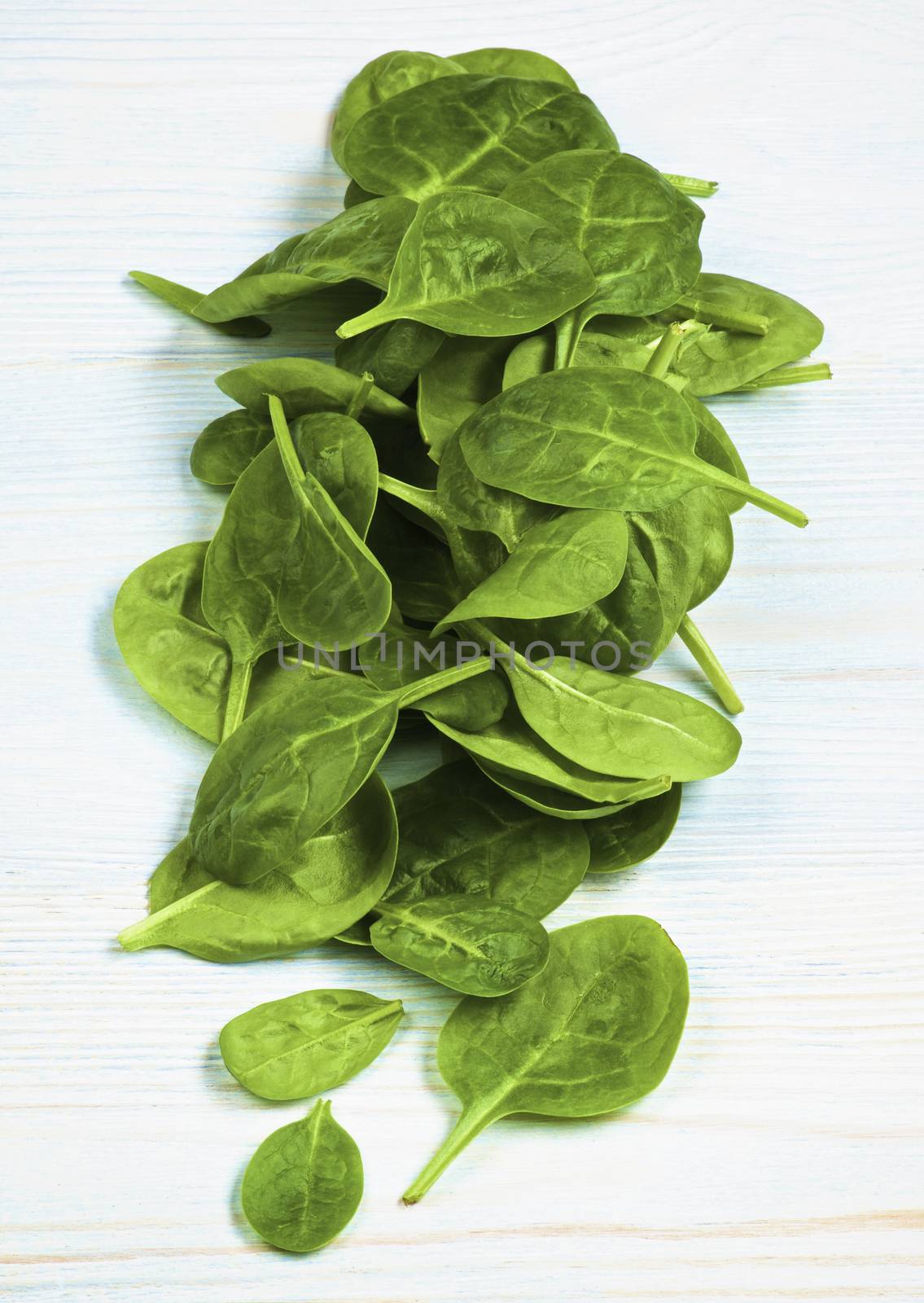 Small Raw Spinach Leafs In a Row closeup on Light Blue Wooden background